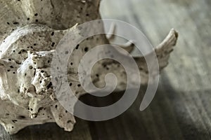 Big seashell on wooden table