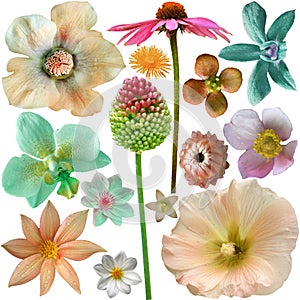 Big Selection of Colorful Flowers