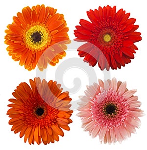 Big Selection of Colorful Gerbera flower Gerbera jamesonii Isolated on White Background.