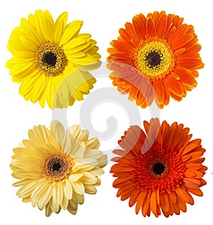 Big Selection of Colorful Gerbera flower Gerbera jamesonii Isolated on White Background.