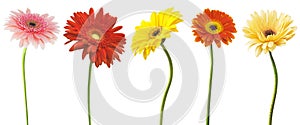 Big Selection of Colorful Gerbera flower Gerbera jamesonii Isolated on White Background. Various red, yellow, orange, pink photo