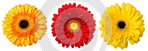 Big Selection of Colorful Gerbera flower Gerbera jamesonii Isolated on White Background. Various red, yellow, orange, pink