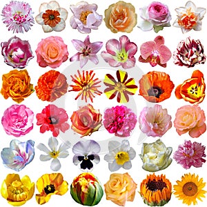 Big Selection of Various Flowers