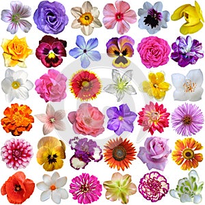 Big Selection of Various Flowers