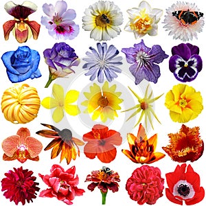 Big Selection of Various Flowers Isolated