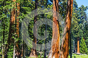 Big sequoia trees in Sequoia
