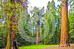 Big sequoias in beautiful sequoia national park