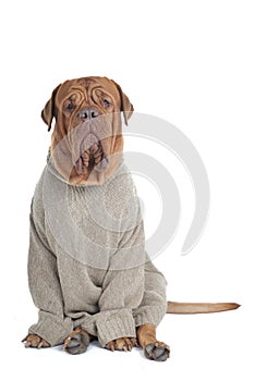 Big Serious Dog in Sweater