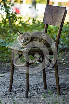 Big serious fluffy cat on an old chair