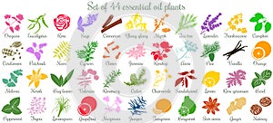 Big set of 44 essential oil plants. flat style, colored