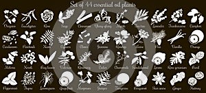 Big set of 44 flat style essential oil plants. White Silhouettes on black