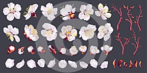 Big set of apricot flowers. Realistic white vector flowers, petals, buds, twigs and one ready-to-use fruit tree branch.