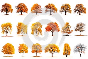 Big set of autumn trees with yellow, fallen and red leaves isolated on a white or transparent background. Trees with