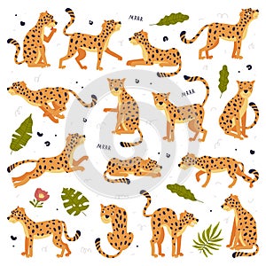 Big set of baby leopards. Cute wild predator jungle animals in different poses cartoon vector illustration