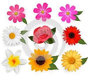 Big set of beautiful colorful flowers.