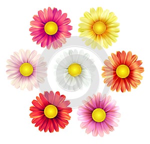 Big set of beautiful colorful spring daisy flowers isolated on white background. Vector illustration