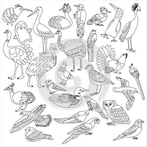 Big set of birds. Line art. Vector illustration