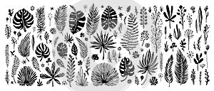 Big Set of black doodle elements. exotic tropical leaves on a white background. Vector botanical illustration. Great