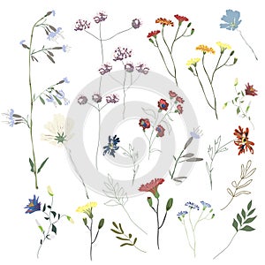 Big set botanic blossom floral elements. Branches, leaves, herbs, wild plants, flowers. Garden, meadow, feild collection leaf, fol