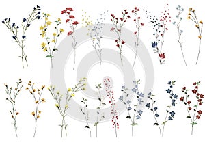 Big set botanic blossom floral elements. Branches, leaves, herbs, wild plants, flowers. Garden, meadow, feild collection leaf, fol