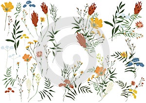 Big set botanic floral elements. Branches, leaves, foliage, herbs, flowers. Garden, field, meadow wild plants.