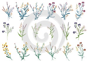 Big set botanical floral elements. Small drawing branches, leaves, herbs, wild plants, flowers. Collection leaf, foliage