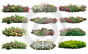 Big set of bouquet fresh bush blooming bougainvillea on isolated white background.