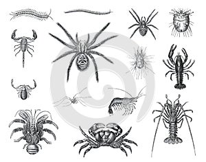 Big set of cartoon centipedes. Cartoon spiders haracters isolated on white background. Collection creepy animals. hand drawn centi