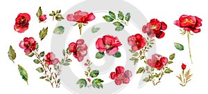 Big set collection with wild roses, red beauty watercolor flowers with leaves. Summer, spring, wedding elements
