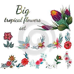 Big set of colorful tropical flowers. Big floral botanical flower set isolated on white background. Hand drawn vector collection.