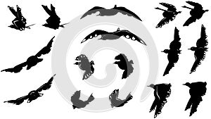 Big set of different black and white birds silhouettes