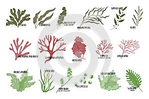 Big set of edible seaweeds. Brown, red and green algae. Sea vegetables