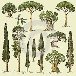 Big set of engraved, hand drawn trees include pine, olive and cypress, fir tree forest object photo