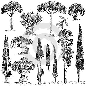 Big set of engraved, hand drawn trees include pine, olive and cypress, fir tree forest object photo