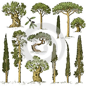 Big set of engraved, hand drawn trees include pine, olive and cypress, fir tree forest object photo