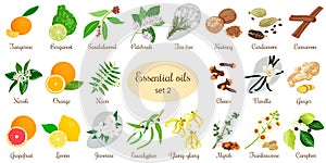 Big set of essential oil plants. Vanilla, cinnamon, jasmine, tea tree, bergamot, sandalwood, patchouli etc. photo