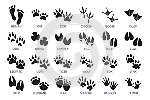 Big set of footprints of domestic and wild animals. Icons, sketch