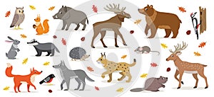 Big set of forest woodland animals isolated vector illustration