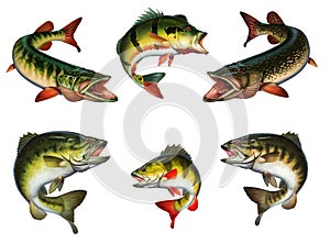 Big set of freshwater fishes of North America USA illustration isolate realism.