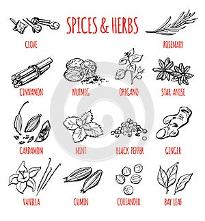 Big set of hand drawn doodle spices and herbs