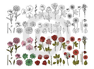 Big set of hand drawn doodle style flowers. dhalia, sweet pea, rose, peony