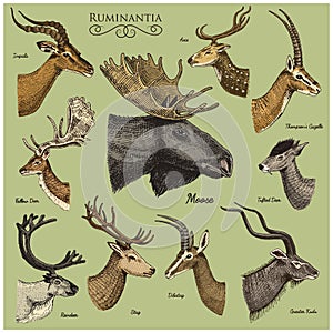 Big set of Horn, antlers Animals moose or elk with impala, gazelle and greater kudu, fallow deer reindeer and stag, doe