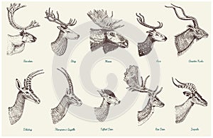 Big set of Horn, antlers Animals moose or elk with impala, gazelle and greater kudu, fallow deer reindeer and stag, doe