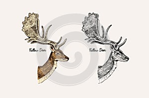 Horn and antlers Animals. Impala, gazelle and greater kudu, fallow deer reindeer, axis and dibatag. Hand drawn engraved