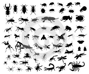 Big set of insect silhouettes.