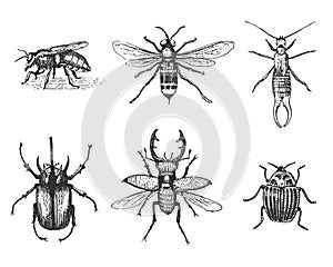 Big set of insects bugs beetles and bees many species in vintage old hand drawn style engraved illustration woodcut