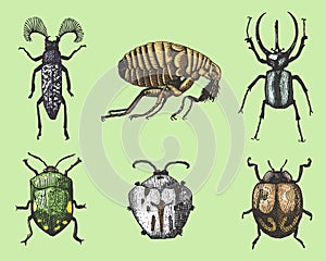 Big set of insects bugs beetles and bees many species in vintage old hand drawn style engraved illustration woodcut