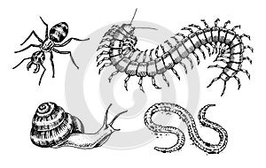 Big set of insects. Bugs Beetles Snail, Worm Centipede Ant Scolopendra Tattoo. Vintage Pets in house. Engraved Vector