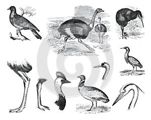 Big set of mammal bird. Cartoon zoology birds characters isolated on white background. ostrich, columba palumbus, struthio, camelu