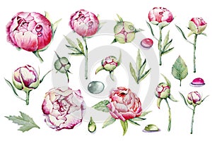 Big set peonies flower, pink bud, dew drops. Hand watercolor illustration isolated on white background. Design for